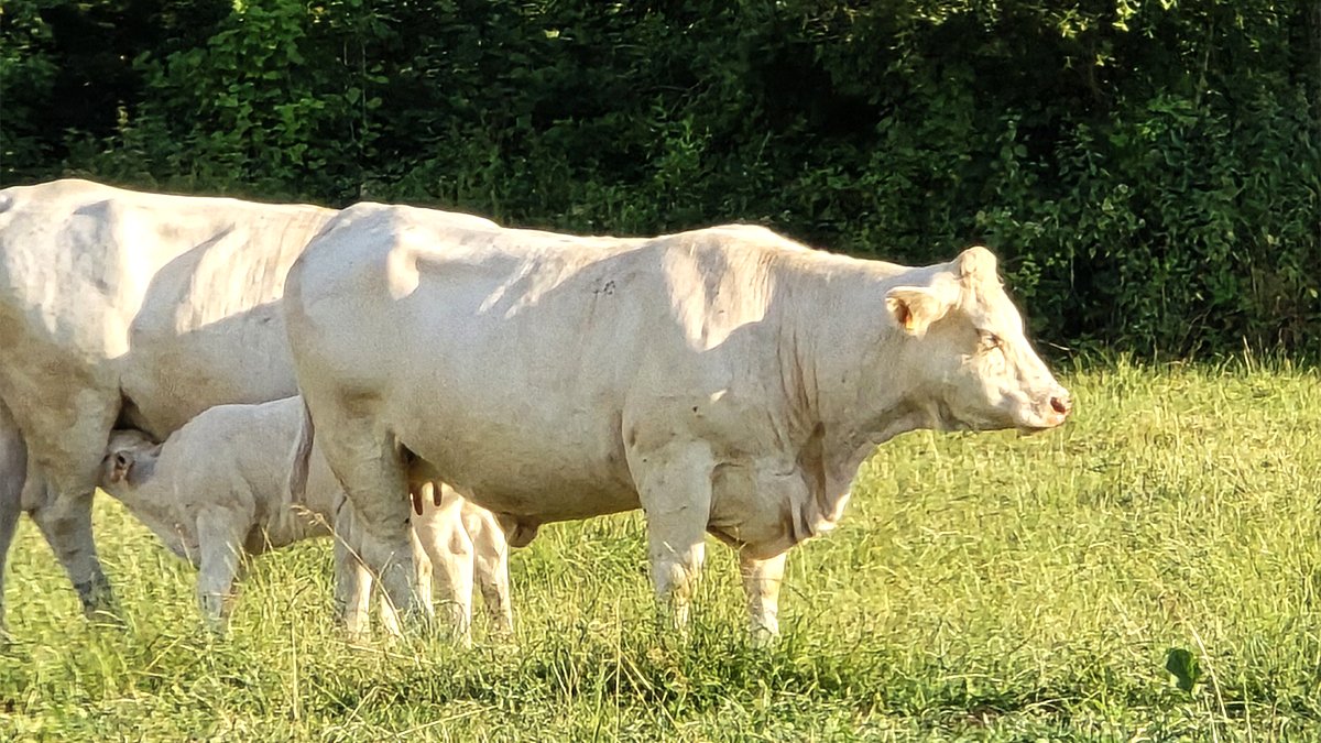 LesFlexitariens's tweet photo. 👋 #RencontresàTable - Visite de ferme @auvergnerhalpes

À Montréal-la-Cluse, le GAEC Élevage Cognat a accueilli petits et grands pour une soirée placée sous le signe du partage, de la découverte et de la gourmandise.

Entre visite de l’exploitation, animations pour toute la famille et échanges en direct avec les professionnels de la filière #Élevage et #Viande, les participants ont découvert le quotidien d’un métier passionnant et les saveurs d’un territoire engagé.

La soirée s’est poursuivie autour d’un repas 100 % local, dans une ambiance festive et musicale. 🎶
Un vrai moment de convivialité à la campagne, simple, sincère et chaleureux... à l’image des Rencontres à Table !