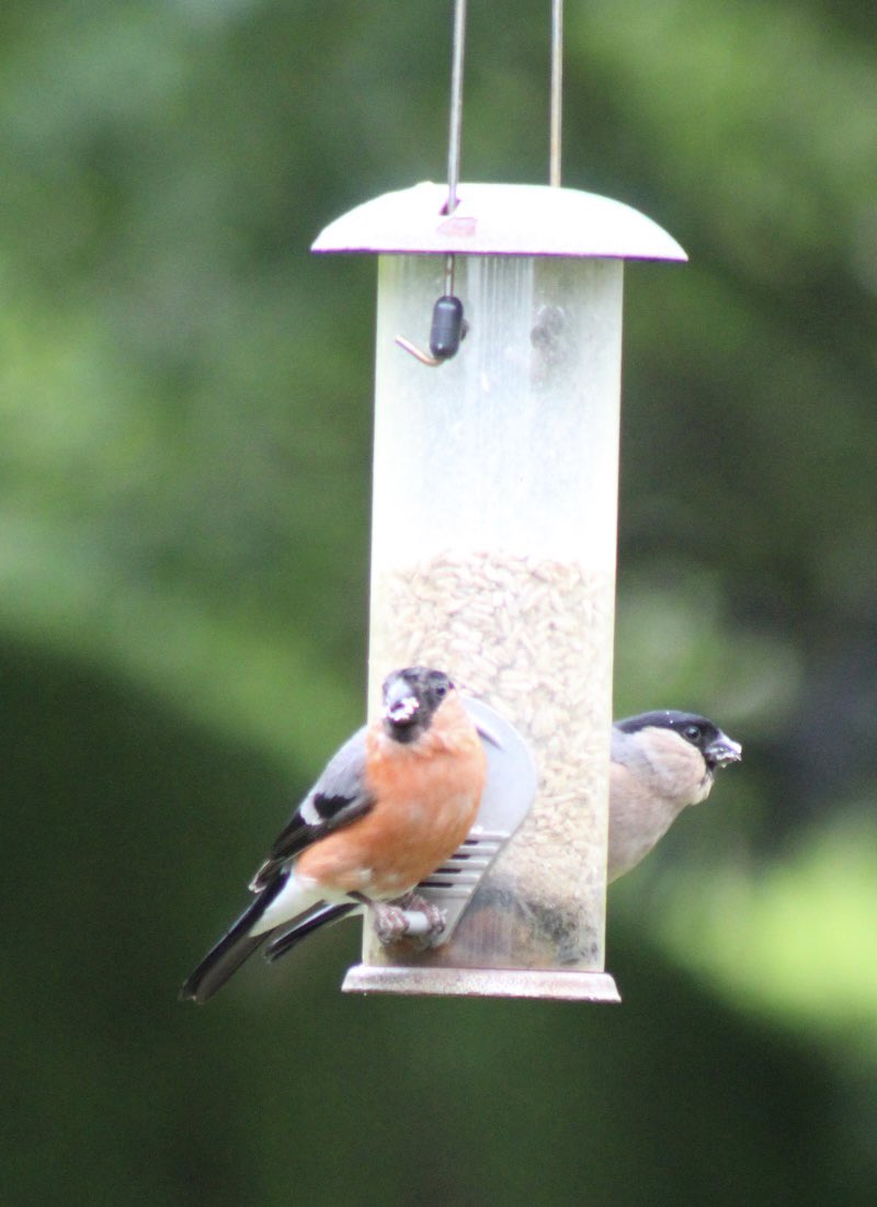 Paul Hart (@hartingib) on Twitter photo The bullfinches are back - same time as last year!
<a href="/visitnorthyork/">Visit North Yorkshire</a> <a href="/NorthYorkMoors/">North York Moors NP</a> <a href="/EClevelandNews/">East Cleveland News</a> The bullfinches are back - same time as last year!
<a href="/visitnorthyork/">Visit North Yorkshire</a> <a href="/NorthYorkMoors/">North York Moors NP</a> <a href="/EClevelandNews/">East Cleveland News</a>