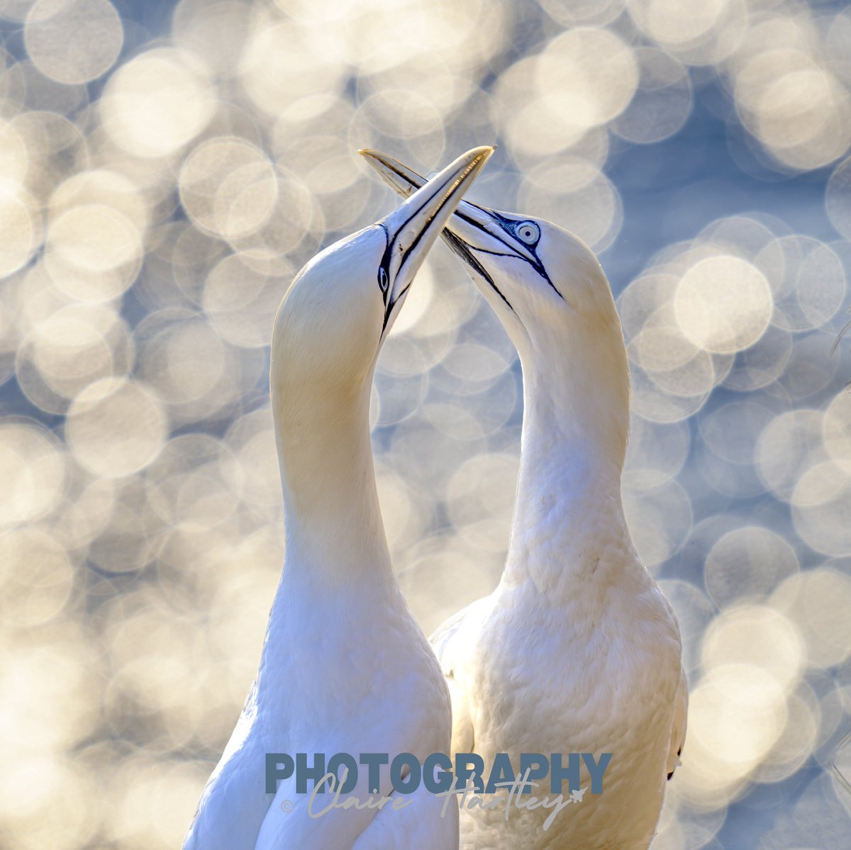 Gannets at sunrise