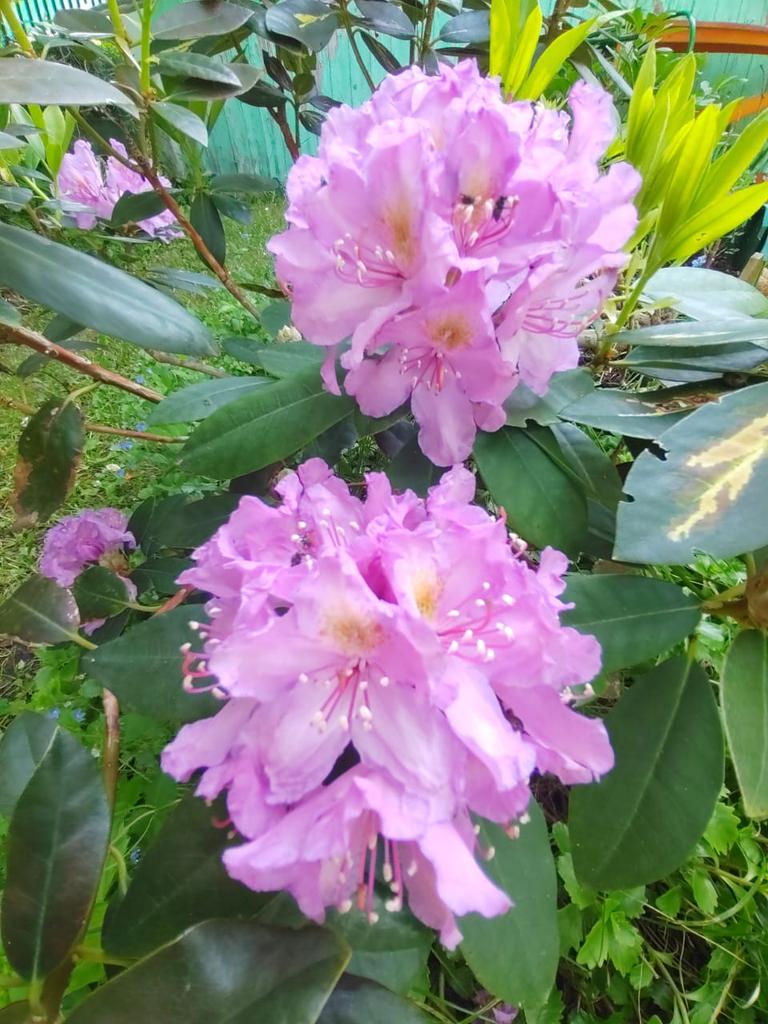 Я дошёл до того уровня наконец-то, что, написав маме, в чём она была не права вчера, перечитал всё это и отправил вместо этого фото цветов, которые она вырастила на даче. Я просто отправил ей фото цветов и конфликт на этом закончился. Так просто и так офигенно