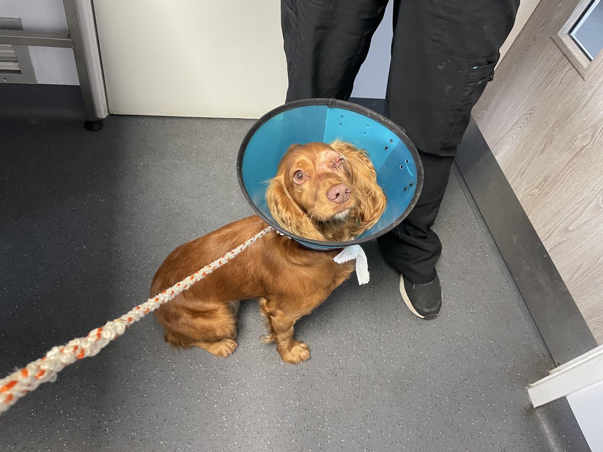 Albertspanners Dad tweet media