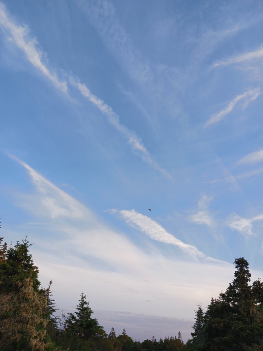 ImagesCoast's tweet photo. "Look up. This stuff is coming out of the back of airplanes." See the work of Satan.
Commercial airlines release aluminum, mercury and barium over Nova Scotia, Canada. June 14th 2025
#lookup #workofsatan #chemtrails https://t.co/lcZrd8UsiN