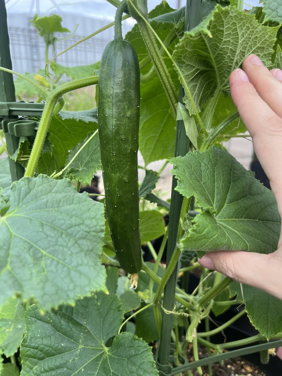 今日はちゃんと写真撮りました！

奥の枝豆は旦那がおバカやって枯らせた…。
収穫までも少しだからがんばってほしい…。