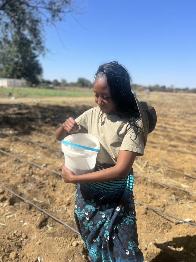 TheYoungFarmer's tweet image. Planting in Maize in progress .Hands on 🌽🇿🇲