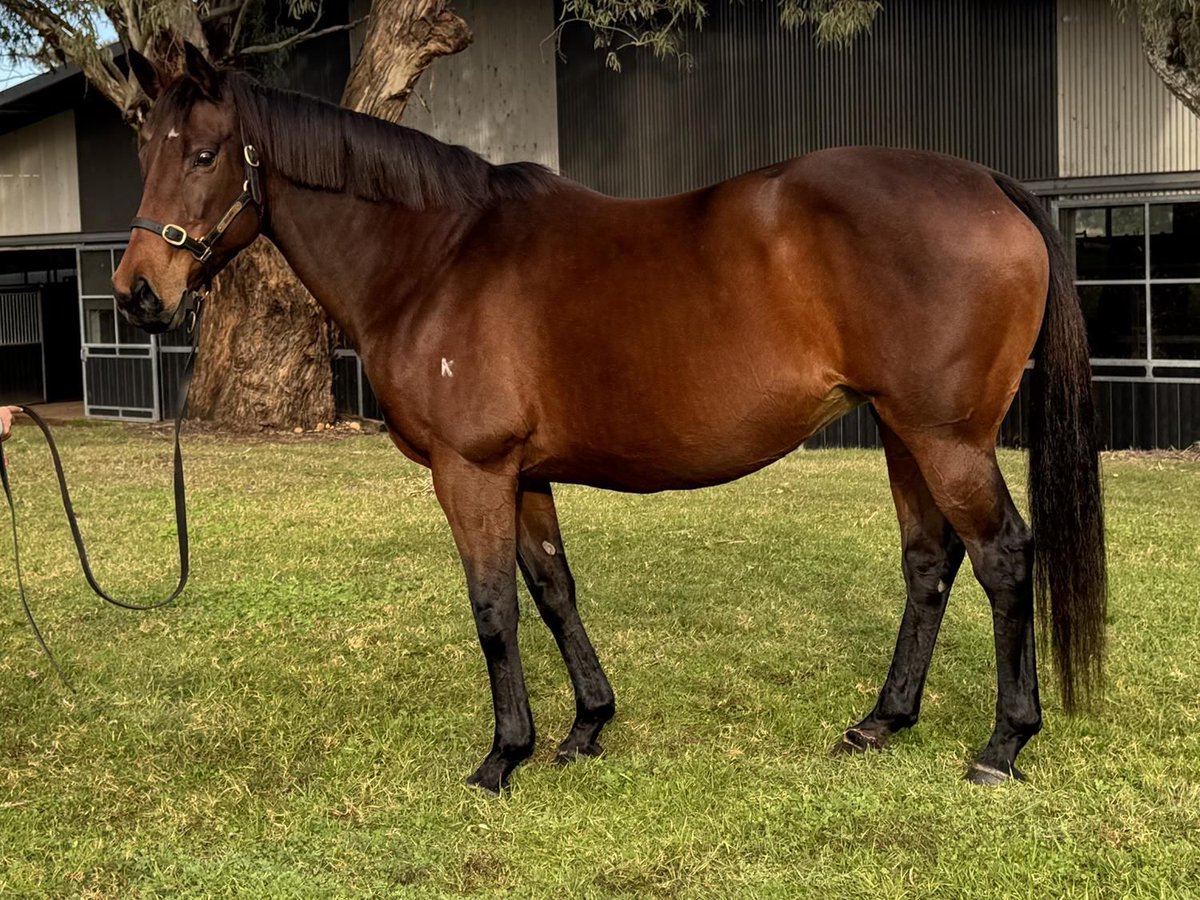 Bhima Thoroughbreds tweet media