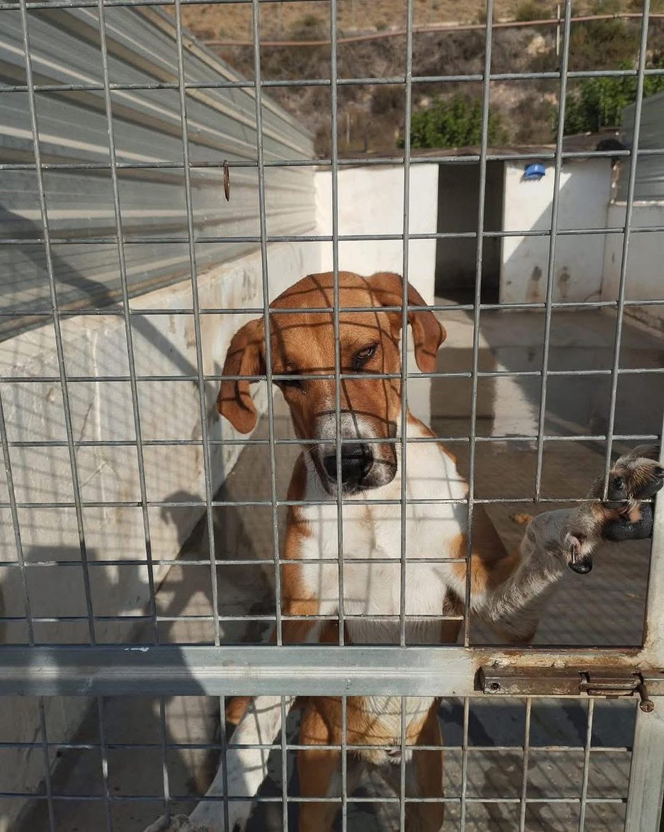 Can you please help me find a home for this beautiful boy… breaking my heart that he is still in the pound. I met him last year and he completely stole my heart. 
He is a big boy, but a total love bug ❤️ 
facebook.com/share/v/19kSof…