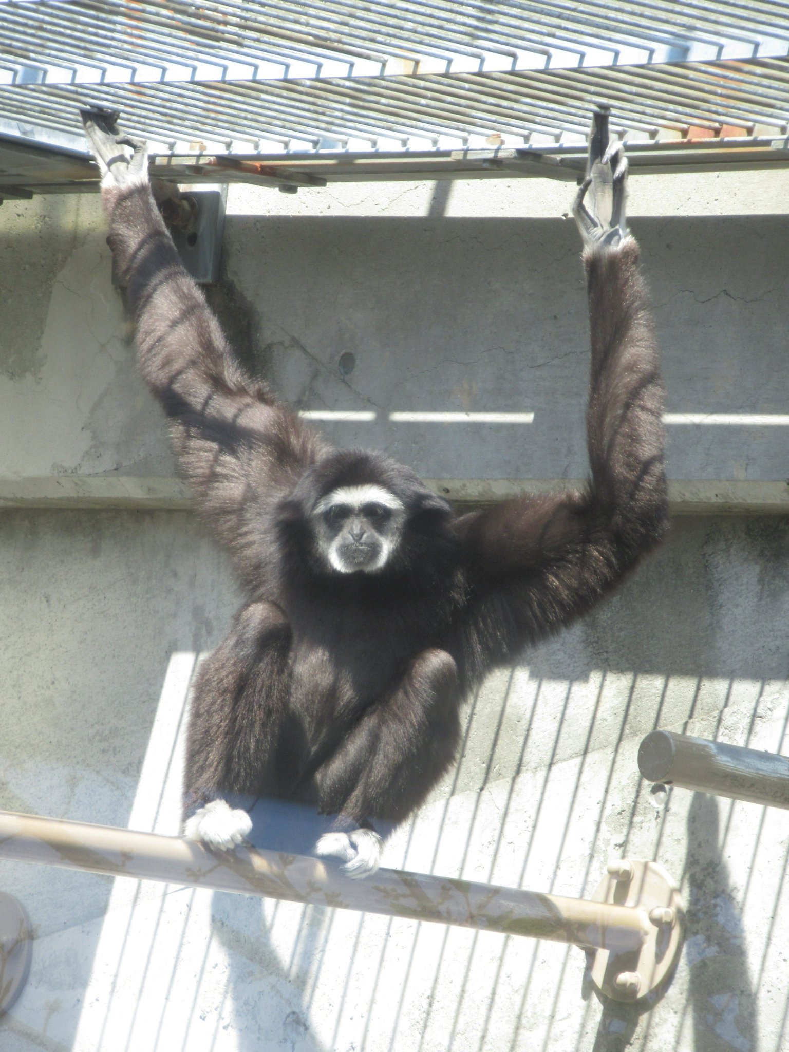 王子動物園 2010•2011ダイアリー 王子動物園 2010•2011ダイアリー 有名なブランド 王子動物園
