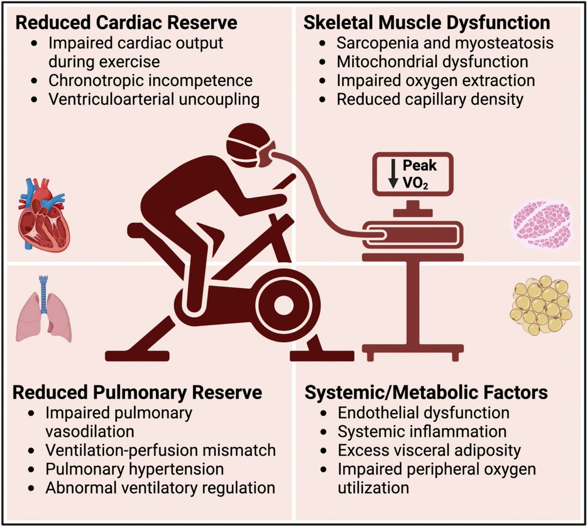 Aerobic,  resistance, and specialized exercise training in heart failure with  preserved ejection fraction: A state-of-the-art review

link.springer.com/article/10.100…