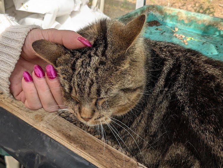 (Amanda)
Sammy massaged my ear for me. It felt really good.

I wonder how she knew I would like it?

 It seems that some humans have a way of knowing what cats like and Sammy is one of them.