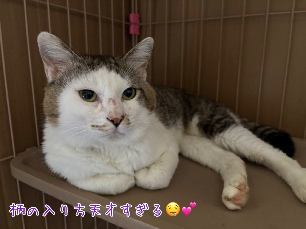 【拡散希望】
フォロワーさんからの依頼で、福島で保護されている猫たちの里親、預かりさん募集です！！人馴れ◎
お顔が特徴的などっかわボーイはエイズが陽性、他の猫と仲良く出来るかは不明なので一頭飼いもしくは万が一の際は隔離が可能な方でお願い致します🙇‍♀️

#拡散希望 #里親募集 #預かり募集