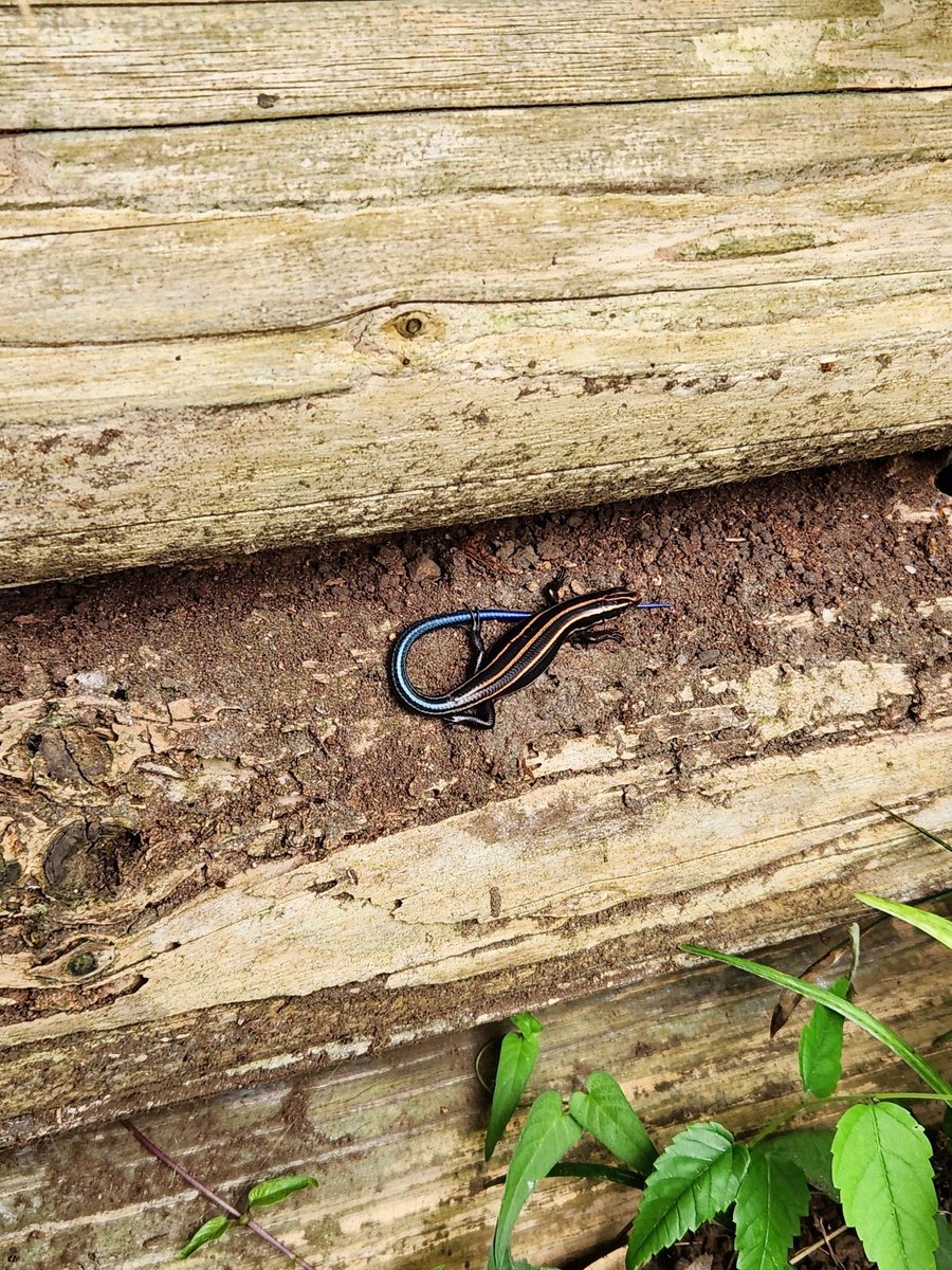 今日出会ったカナヘビ/ニホントカゲ