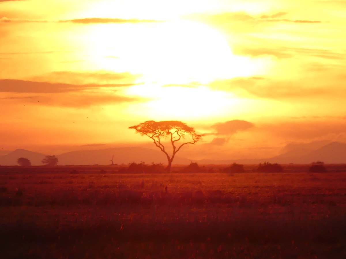 PhotosForTrees's tweet image. #ThickTrunkTuesday from @Amboselinp #kajiadocounty