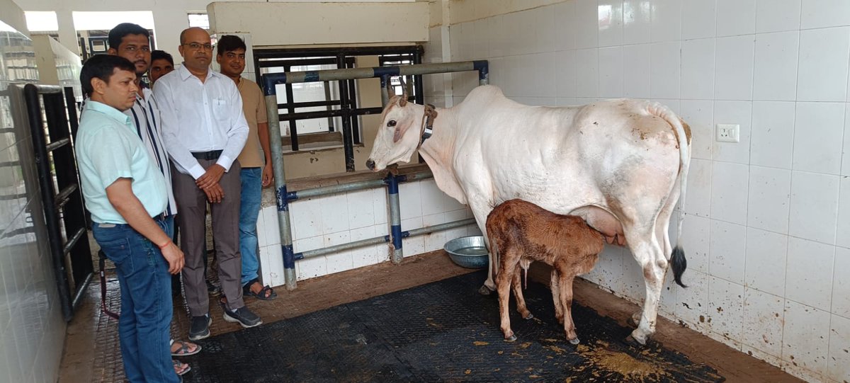 Director (Agriculture) BHU (@directoragbhu) on Twitter photo рдХрд╛рд╢реА┬ард╣рд┐рдВрджреВ┬ард╡рд┐рд╢реНрд╡рд╡рд┐рджреНрдпрд╛рд▓рдп┬ардХреЗ┬ард░рд╛рдЬреАрд╡┬ардЧрд╛рдВрдзреА┬арджрдХреНрд╖рд┐рдг рдкрд░рд┐рд╕рд░┬ардореЗрдВ┬ард╕реНрдерд┐рдд рдХреГрд╖рд┐┬ард╡рд┐рдЬреНрдЮрд╛рди┬ард╕рдВрд╕реНрдерд╛рди┬ардХреЗ┬ардкрд╢реБ┬ардЪрд┐рдХрд┐рддреНрд╕рд╛┬ардФрд░┬ардкрд╢реБ┬ард╡рд┐рдЬреНрдЮрд╛рди┬ард╕рдВрдХрд╛рдп┬ардореЗрдВ┬арднреНрд░реВрдг┬ардкреНрд░рддреНрдпрд╛рд░реЛрдкрдг┬арддрдХрдиреАрдХрдФрд░┬ард╡рд░реНрдЧреАрдХреГрдд┬ард╕реАрдорди┬ардХреЗ┬ардЙрдкрдпреЛрдЧ┬ард╕реЗ┬ардЧрдВрдЧрд╛рддрд┐рд░реА┬ардЧрд╛рдп┬ардиреЗ┬арджрд┐рдпрд╛┬ард╕рд╛рд╣реАрд╡рд╛рд▓┬ардмрдЫрд┐рдпрд╛┬ардХрд╛┬ардЬрдиреНрдо..
<a href="/icarindia/">Indian Council of Agricultural Research.</a>
<a href="/VCofficeBHU/">VC-BHU</a>
<a href="/bhupro/">BHU Official</a> рдХрд╛рд╢реА┬ард╣рд┐рдВрджреВ┬ард╡рд┐рд╢реНрд╡рд╡рд┐рджреНрдпрд╛рд▓рдп┬ардХреЗ┬ард░рд╛рдЬреАрд╡┬ардЧрд╛рдВрдзреА┬арджрдХреНрд╖рд┐рдг рдкрд░рд┐рд╕рд░┬ардореЗрдВ┬ард╕реНрдерд┐рдд рдХреГрд╖рд┐┬ард╡рд┐рдЬреНрдЮрд╛рди┬ард╕рдВрд╕реНрдерд╛рди┬ардХреЗ┬ардкрд╢реБ┬ардЪрд┐рдХрд┐рддреНрд╕рд╛┬ардФрд░┬ардкрд╢реБ┬ард╡рд┐рдЬреНрдЮрд╛рди┬ард╕рдВрдХрд╛рдп┬ардореЗрдВ┬арднреНрд░реВрдг┬ардкреНрд░рддреНрдпрд╛рд░реЛрдкрдг┬арддрдХрдиреАрдХрдФрд░┬ард╡рд░реНрдЧреАрдХреГрдд┬ард╕реАрдорди┬ардХреЗ┬ардЙрдкрдпреЛрдЧ┬ард╕реЗ┬ардЧрдВрдЧрд╛рддрд┐рд░реА┬ардЧрд╛рдп┬ардиреЗ┬арджрд┐рдпрд╛┬ард╕рд╛рд╣реАрд╡рд╛рд▓┬ардмрдЫрд┐рдпрд╛┬ардХрд╛┬ардЬрдиреНрдо..
<a href="/icarindia/">Indian Council of Agricultural Research.</a>
<a href="/VCofficeBHU/">VC-BHU</a>
<a href="/bhupro/">BHU Official</a>