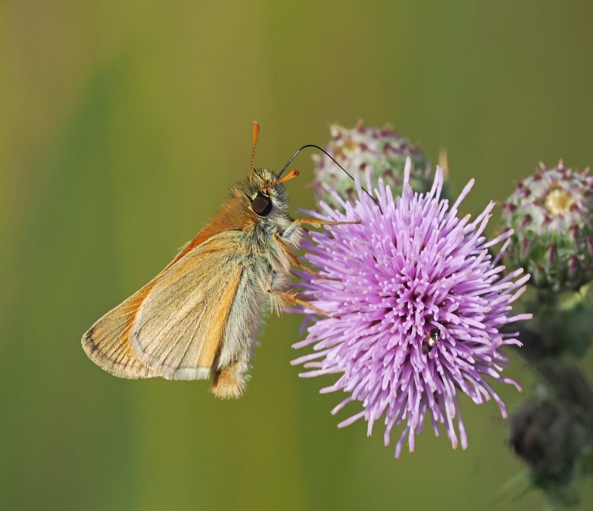Mike Smith (@mikecsmiffy) on Twitter photo Small Skipper enjoying the thistle flowers growing on the Blackwater estuary sea wall at Heybridge, Essex
#butterfly #Butterflies #wildlife #wildlifephotography #nature #NaturePhotography
<a href="/savebutterflies/">Butterfly Conservation ๐ฆ</a> <a href="/EssexWildlife/">Essex Wildlife Trust</a> <a href="/essexbna/">BNAEssex</a> <a href="/NatureUK/">NatureUK</a> <a href="/Britnatureguide/">The British Nature Guide</a> Small Skipper enjoying the thistle flowers growing on the Blackwater estuary sea wall at Heybridge, Essex
#butterfly #Butterflies #wildlife #wildlifephotography #nature #NaturePhotography
<a href="/savebutterflies/">Butterfly Conservation ๐ฆ</a> <a href="/EssexWildlife/">Essex Wildlife Trust</a> <a href="/essexbna/">BNAEssex</a> <a href="/NatureUK/">NatureUK</a> <a href="/Britnatureguide/">The British Nature Guide</a>
