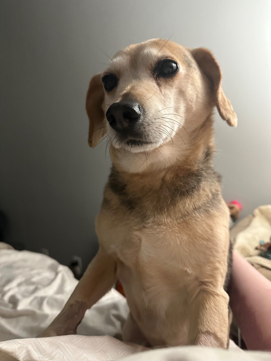 LouiePBO's tweet photo. yearly woof alert ‼️ i’m 13 and i just beat 💥 cancer 🥊 mom says i dont look a day over 10 🥹 i hope my #LouCrew pals are staying safe,  looking out for each other, and standing up for whats right 🐾 🍉 🏳️‍🌈🧊🤺 #CancerFree  #SeniorDog #DogsOfTwitter #DogDaysOfSummer #Woof https://t.co/gFrVQlRoV0
