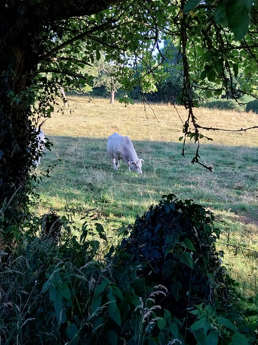 "La vache a deux estomacs : un pour tout de suite, un pour plus tard.”
Bernard Haller
De bon matin au frais
Dans mon petit coin de #bourbonnais
Bonne journée
#FrAgTw #ruralité