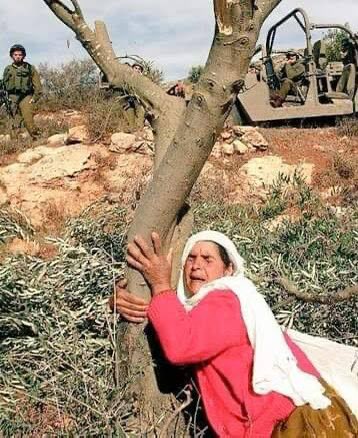 Zeytin ağacının kaderi bugün mecliste...

Sizin dikmediğiniz, 
bir köyün, bir ülkenin, 
bir milletin belleği,
planlanan kıtlığın zıttı Zeytinlikleri katletmek,Türk vatanına ve insanlığa ihanettir.

Bugün Meclisin namus günüdür

#zeytinimedokunma #zeytinvatandır 🇹🇷#ZeytinHayattır