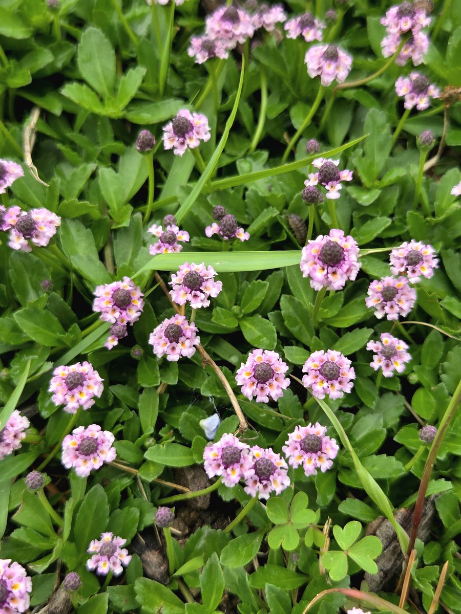 goldrose9090's tweet photo. 🌷Double Forget-Me-Not | A Memory Blossomed in Pink Layers
🌸#DoubleForgetMeNot #SpringWildflowers #PinkPetals #MemoryInBloom #ForgetMeNotFlower #KoreanNature #HaeundaeBotanicGarden #SpringMood #PetalLayers #EmotionalWalk
👉Read more here!: https://t.co/WuL1AX6ZQ7 https://t.co/rqEkRnfaZq