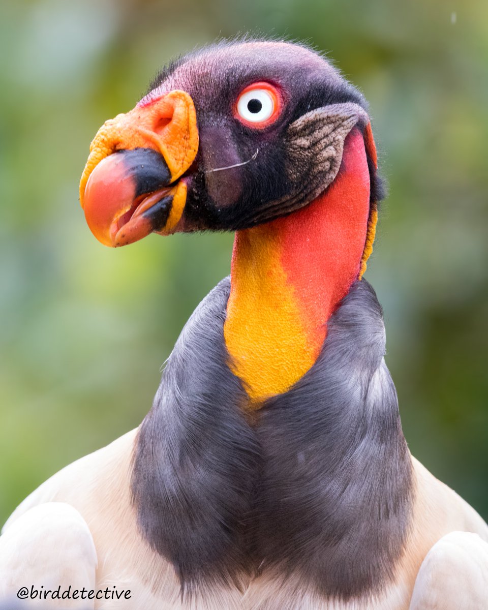Kral Akbaba portresi. Kosta Rika'da karşılaştım.