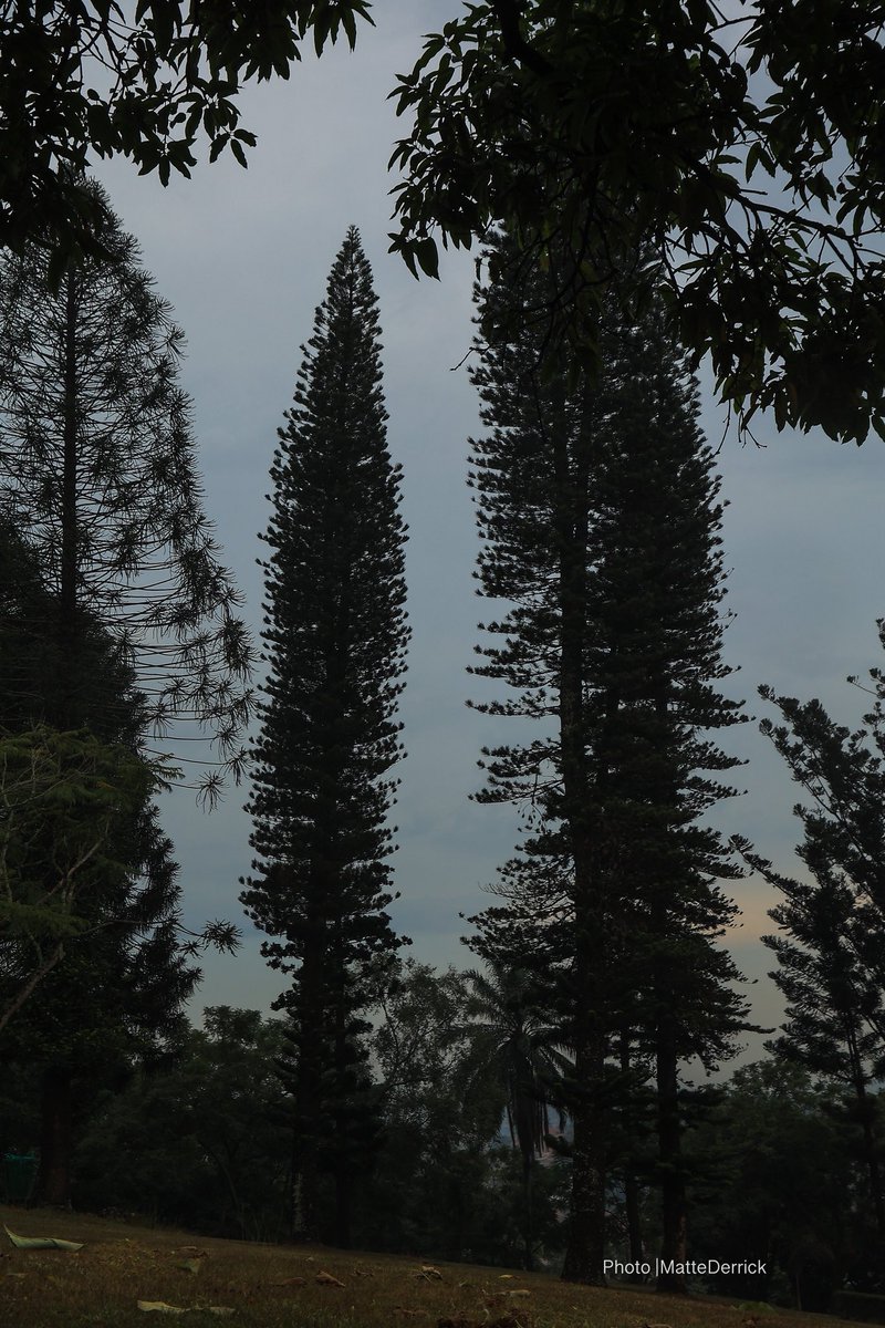 The Baha’i Temple.
