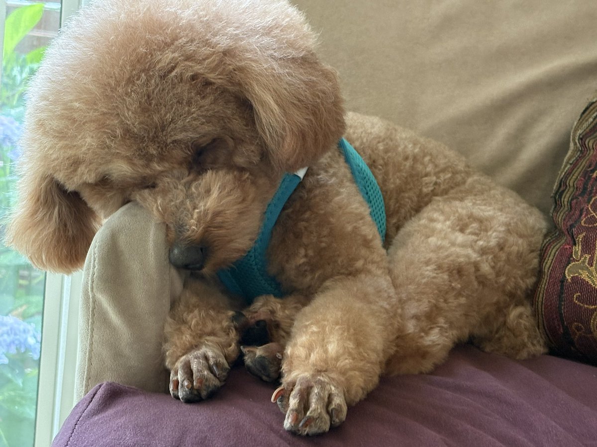 トリミングから帰って来て、今日は僕、疲れました。。。

夕方のお散歩まで寝ます。。。