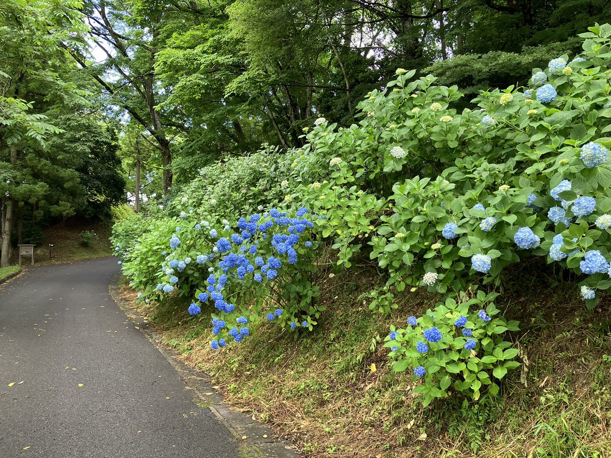 三春まちづくり公社 観光部（三春滝桜） on X
