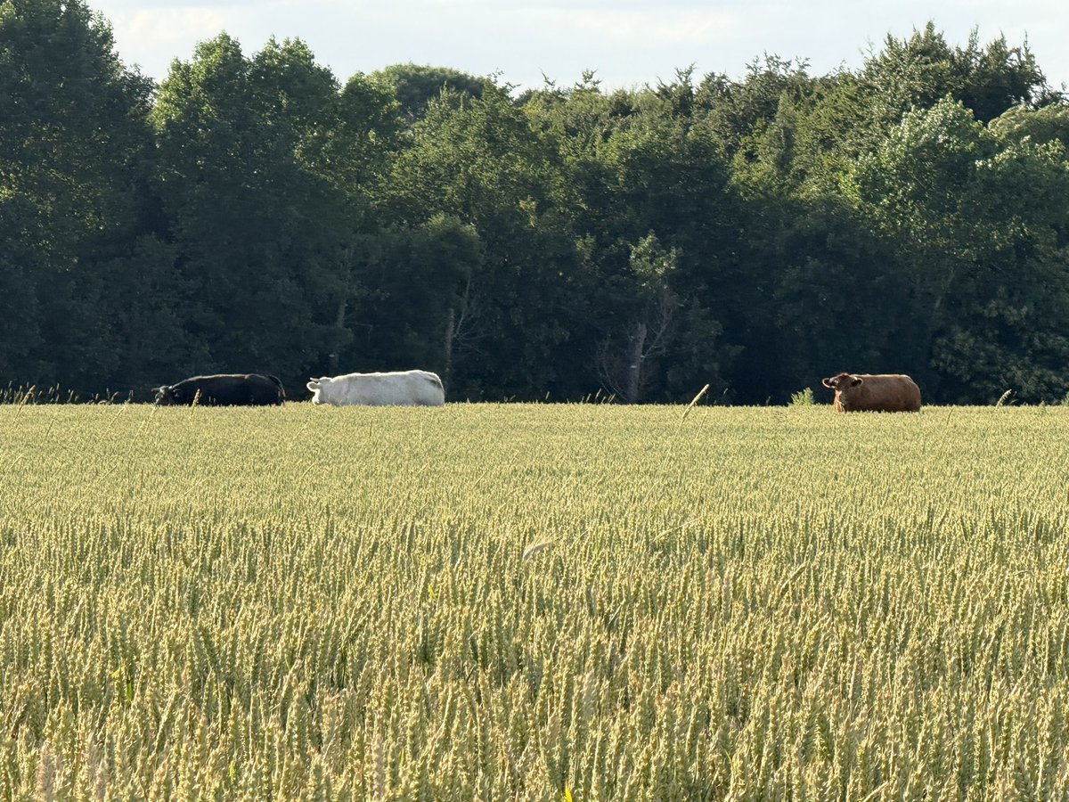 bramtankink's tweet photo. Speciaal voor de @havermelkelite. In België hebben ze er wat op gevonden. Koeien in een veld met haver. https://t.co/EIP6BSxGik