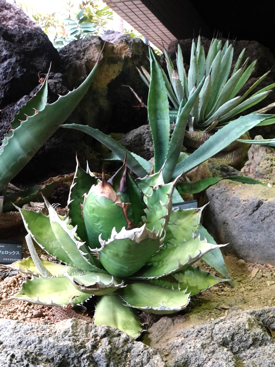 乾燥地植物室を入ってすぐの所にある特別区にて、最近特に愛好家が増えている今注目の多肉植物 #アガベ を多数展示中❗️スタイリッシュ＆ワイルドな姿がアガベの魅力✨美しい覆輪(斑)や、鋭い鋸歯(葉のフチのトゲトゲ)にもご注目ください🤗