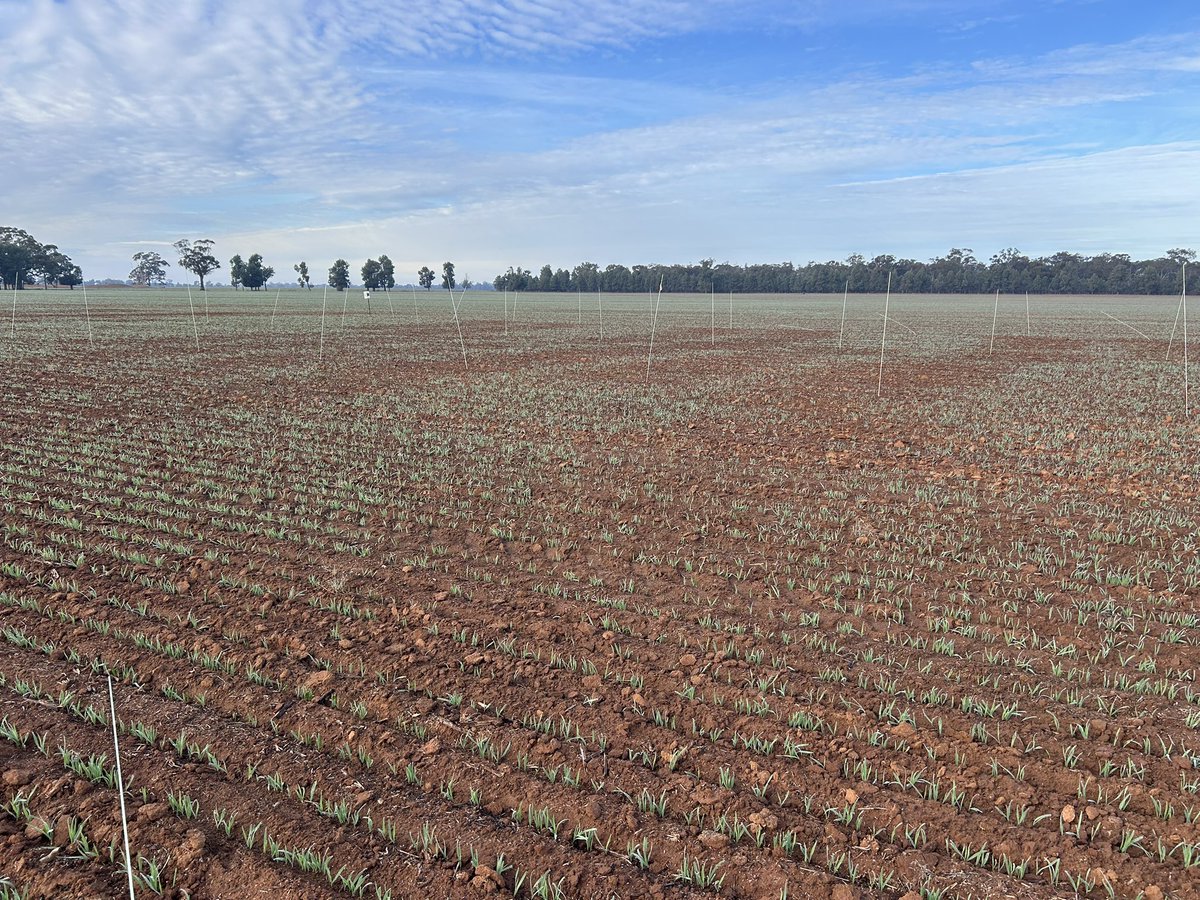 Pre-emergent herbicide tolerance in oats field walk at Ganmain Thursday 3 July at 3 pm. Looking forward to some good discussion on this topic and pre-emergent herbicide use in general <a href="/theGRDC/">GRDC</a> <a href="/kalyx_australia/">Eurofins Kalyx</a>