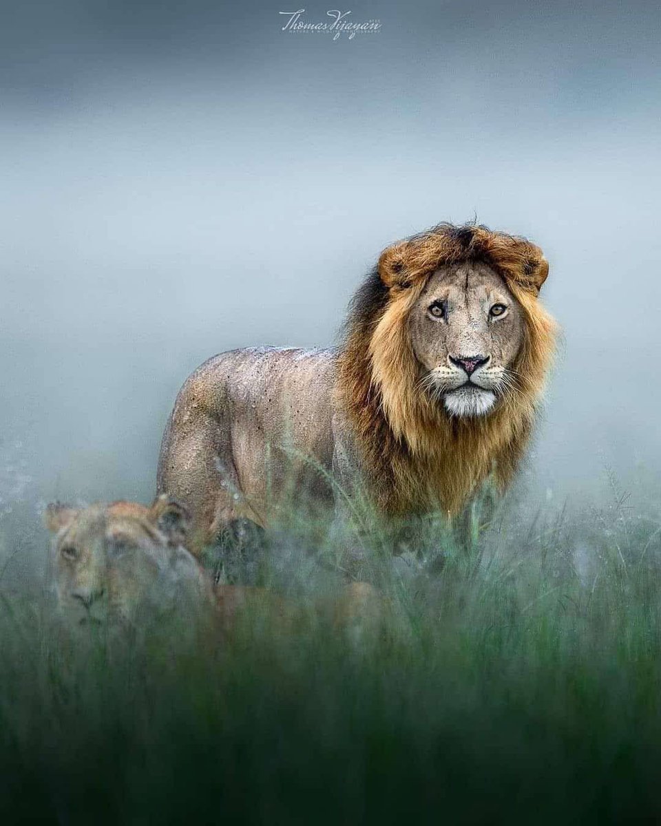 pattyfra1's tweet image. L’animale insegna senza parlare.
L’uomo parla, spesso senza insegnare.

💭Wonderful World
📸 Thomas Vijagan
#animalslover #animalphotography