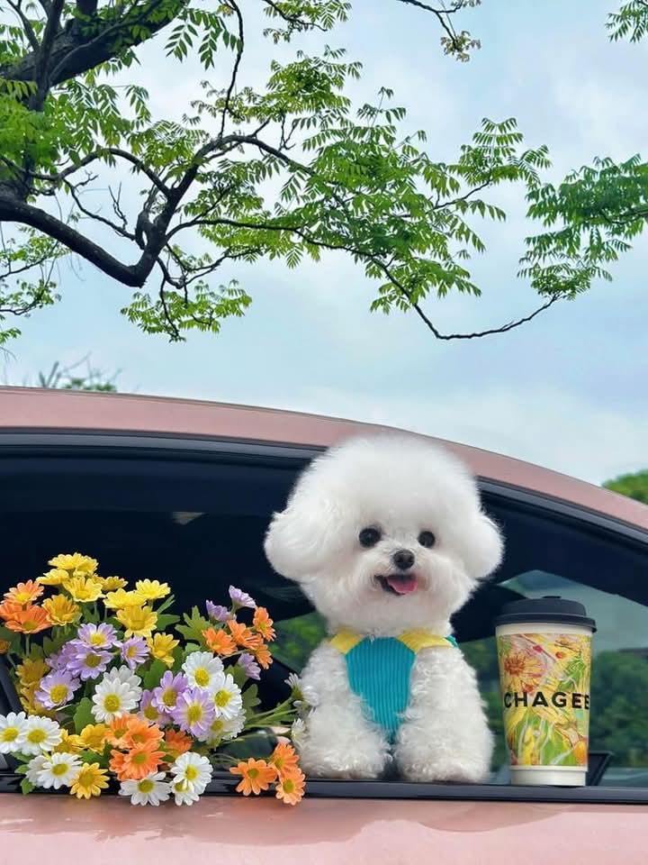 𓈒𓏲🩷*.ﾟ😚🐶🌸
              G ü n a y d ı n n n ꕤ︎︎·͜· 𓂃☕