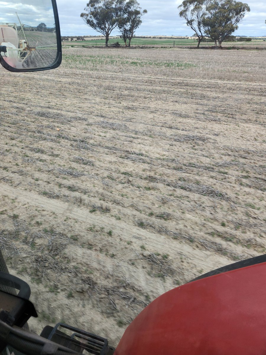 Makes spraying raddish in lupins hard.  😫