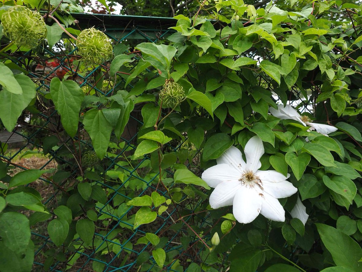 実習園では「カザグルマ」が生育しています。

キンポウゲ科のつる性植物で、
環境省レッドリスト：準絶滅危惧種
奈良県レッドリスト：絶滅寸前種
に指定されている、貴重な植物です。

今年も大輪の白い花が咲きました！
2枚目の写真は「未熟果実」です。

撮影： 辻野先生（自然環境教育センター）