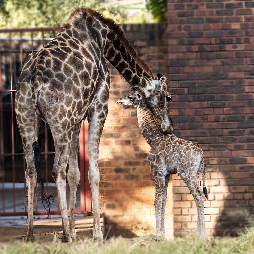 natzoo's tweet photo. ‘The birth of Enzo   reminds us of the critical importance of breeding programmes in conservation.   Every new calf is a sign of hope for the species, and a testament to the   dedicated care our team provides daily,’ Carol Thobela, Curator – Carnivores/   Pachyderms/farmyard https://t.co/QnVm7uNEX7