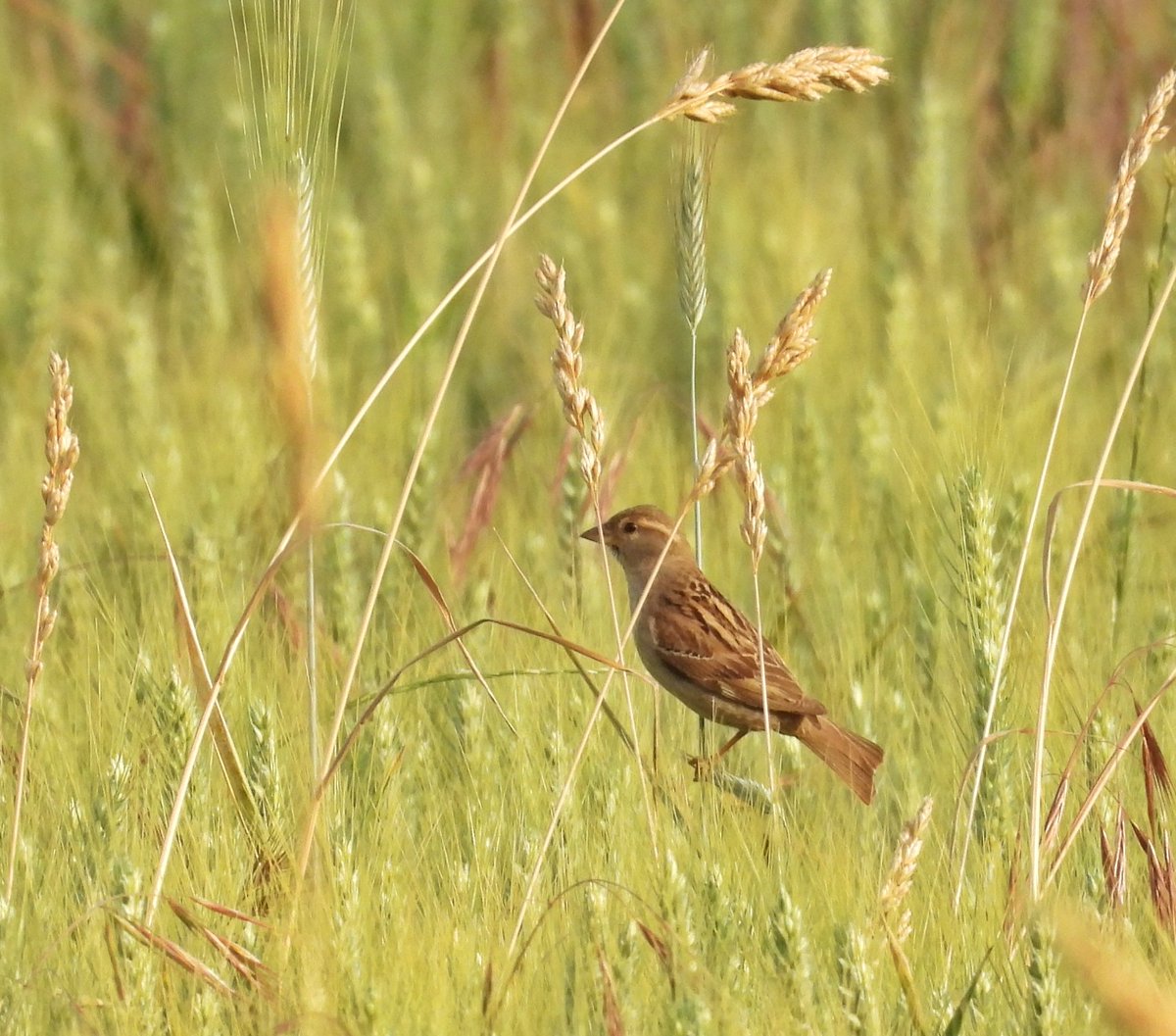 Hembra de GORRIÓN COMÚN /Passer domesticus/ en un campo de cereal.