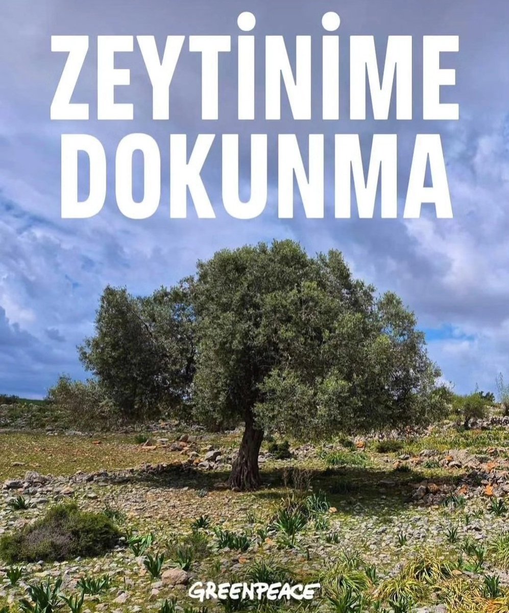 #ZeytinimeDokunma
