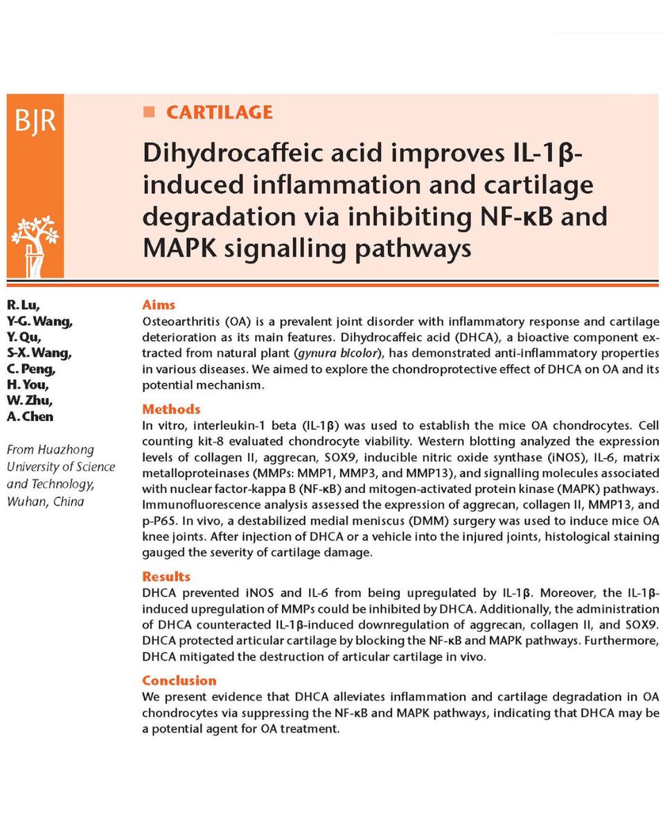Dihydrocaffeic acid was proved to possess the anti-inflammation and anti-cartilage degradation properties in osteoarthritis chondrocytes. 

#BJR #Osteoarthritis #Inflammation #FOAMed

ow.ly/nywG50WeP96