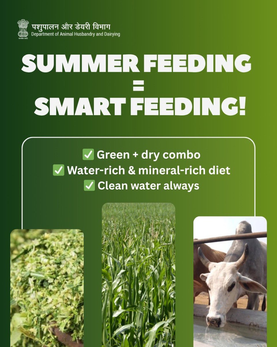 Dept_of_AHD's tweet photo. Quick Recap: Summer Feeding Made Simple
•Add greens for cooling
•Hydrate with juicy fodder
•Don’t skip mineral mixes
• Mix dry with care
•Store it right
• Always give clean drinking water
Healthy livestock = strong rural economy!
#Fodder #dryFodder #Hydration https://t.co/6oxtoGiXEl