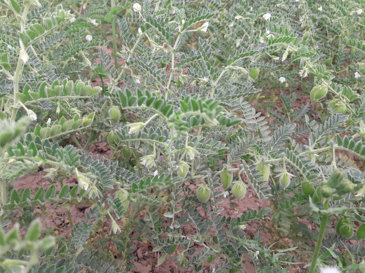 asg_sa's tweet photo. Primers fruits de cigrons Agramunt 🌱
#ASG #AigüesSegarraGarrigues #Cigrons #Agricultura #Catalunya #Lleida https://t.co/r3VmccqpIO