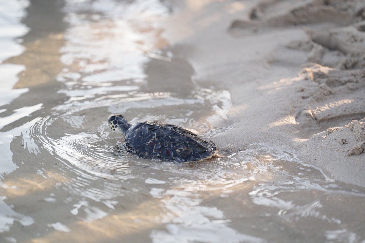 شهدنا إطلاق نوعين من السلاحف البحرية في خور أم القيوين، ضمن مبادرة تعكس التزامنا الراسخ بحماية البيئة البحرية وصون تنوعها البيولوجي. نؤمن أن الاستدامة مسؤولية مشتركة، ومثل هذه المبادرات تمهد الطريق لمستقبل أكثر توازنًا ووعيًا.
