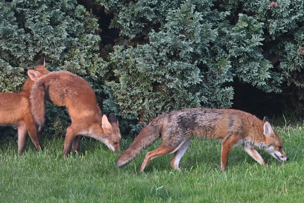 Chris Packham (@chrisgpackham) on Twitter photo Cub antics ! Thank you to Phil ( <a href="/philldixon/">Phill Dixon</a>.bsky.social ) for today's #FoxOfTheDay ! Cub antics ! Thank you to Phil ( <a href="/philldixon/">Phill Dixon</a>.bsky.social ) for today's #FoxOfTheDay !