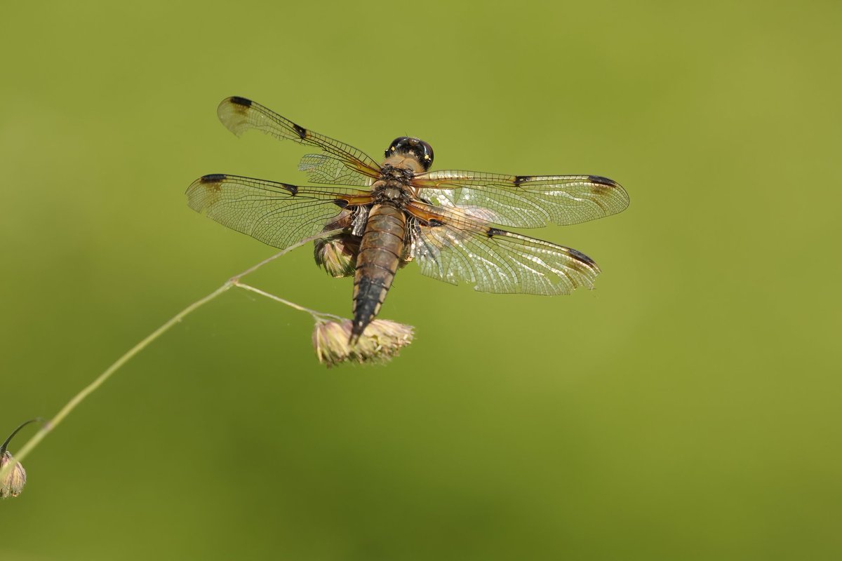 Jthomas123Jay's tweet photo. Four-Spotted Chaser
#rspbhamwall https://t.co/yUc3gflSYG