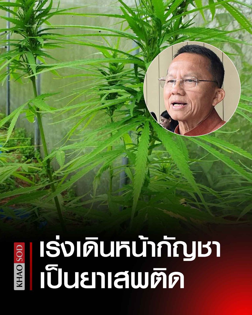 KhaosodEnglish's tweet photo. BREAKING: Public Health Minister Somsak declares 'cannabis' will definitely return to being a narcotic. Points out that applying for-renewing licenses requires additional ministerial regulations.
Somsak Thepsuthin on Tues insists that in the future, 'cannabis' will definitely return to being a narcotic. He states that applying for or renewing licenses will require a new ministerial regulation. He sees the passage of the Cannabis Control Act within this gov't's term as a goal and denies that the crackdown on cannabis is politically motivated.

Somsak spoke at the Government House about the policy to relist cannabis as narcotic. He said that in the future, it should return to being a narcotic because there are still many "loose ends" from past actions. For example, the declaration of cannabis as a controlled herb under the Traditional Thai Medicine Wisdom Protection Act allowed for the establishment of cannabis shops, harvesting, and other related activities, but never mentioned medical operations.

PM Paetongtarn Shinawatra instructed him and the Prime Minister's advisors to hold a meeting on May 14, 2025, to discuss how to ensure that cannabis will be allowed for medical purposes only. After that, public opinions were gathered from May 22 to June 10 and the public accepted this approach.

Somsak stated that yesterday (June 23), he signed an announcement limiting cannabis to medical use only. People wishing to purchase cannabis must have a doctor's prescription and a medical certificate indicating their illness.

Regarding licenses for new operators who apply for or renew licenses, he will need to draft a new ministerial regulation, including a requirement for a doctor to be present at the shop. If inspections are conducted monthly and violations occur twice, the license will be revoked.

When asked whether the Bhumjaithai Party's push for the Cannabis Control Act would be timely during this government's term, Somsak said it was a "dream." He explained that if one looks closely, this law stems from the Narcotics Code, which was submitted for consideration and became part of the Narcotics Code around November 2021.

Section 29 indicates that two types of narcotics under Category 5, kratom and cannabis, were removed from the law, giving the Minister of Public Health the authority to make declarations after consulting with the Office of the Narcotics Control Board (ONCB). At that time, a Deputy Prime Minister chaired the ONCB. Therefore, when cannabis was no longer in Category 5 narcotics, a law should have been completed within 120 days according to the ONCB's opinion, but this did not happen, and tens of thousands of shops emerged because the law had not been fully declared at that time.

Furthermore, the Medical Protection Act was unclear, yet it permitted buying, selling, and cultivation. This was the true intention – political rhetoric that said it would be for medical use, but it wasn't written into the Ministry of Public Health's control. He said he had clarified this with the government and was assigned to resolve it within 45 days.

Regarding the crackdown on cannabis coinciding with the Bhumjaithai Party's withdrawal from the coalition government, which has been linked to a political game targeting Bhumjaithai, Somsak stated that it was not. He explained that this is a chronic problem, and they have received many complaints, especially during the government of former Prime Minister Srettha Thavisin. He reiterated their efforts to make cannabis a narcotic, and today it is successfully a strictly controlled herb for medical use, but in the future, it will be a narcotic.

When pressed on earlier observations that the Ministry of Public Health, from the era of Dr Cholnan Srikaew (former Public Health Minister) to the present, had not resolved the cannabis issue, possibly out of deference to the Bhumjaithai Party's continued presence in the government... Read more: https://t.co/PKZ8CYePDc
#Thailand #cannabis #marijuana