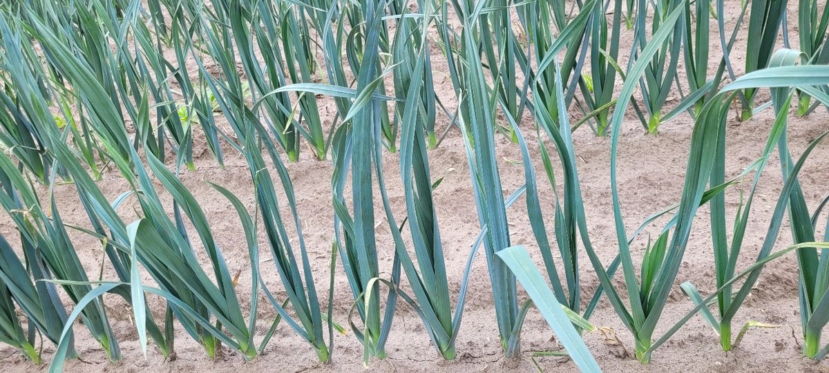 Gisteren heeft het op verschillende plekken in het land geregend: broodnodig water na een periode van #droogte en extreem hoge #temperaturen van afgelopen weekend. Voorkom stagnatie in de groei van #prei door #Folisec toe te passen.

#ICM, #Prei, #Folisec

pireco.nl/actualiteiten/…