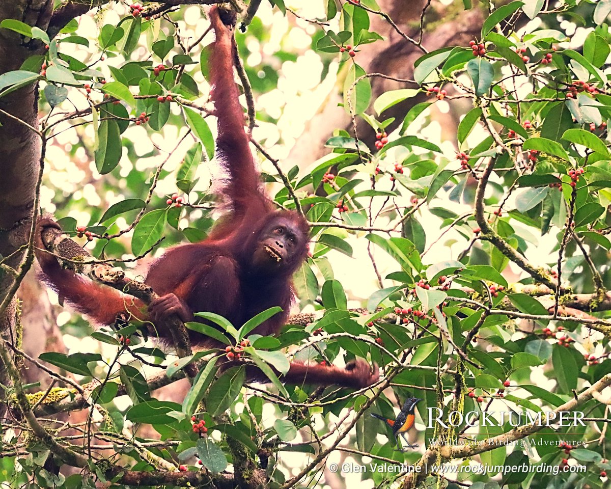 NEWS FROM THE FIELD! #RJNews - Glen Valentine in Malaysia and Borneo!

Once again, our Malaysia &amp; Borneo: Rainforest Birds &amp; Mammals tour produced some of the very best birds, birding and mammals on the planet!