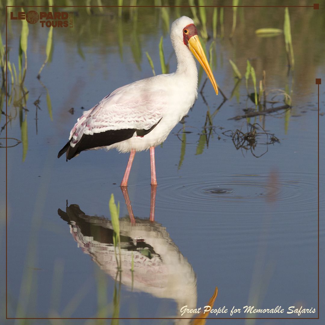 Leopard Tours Ltd tweet media