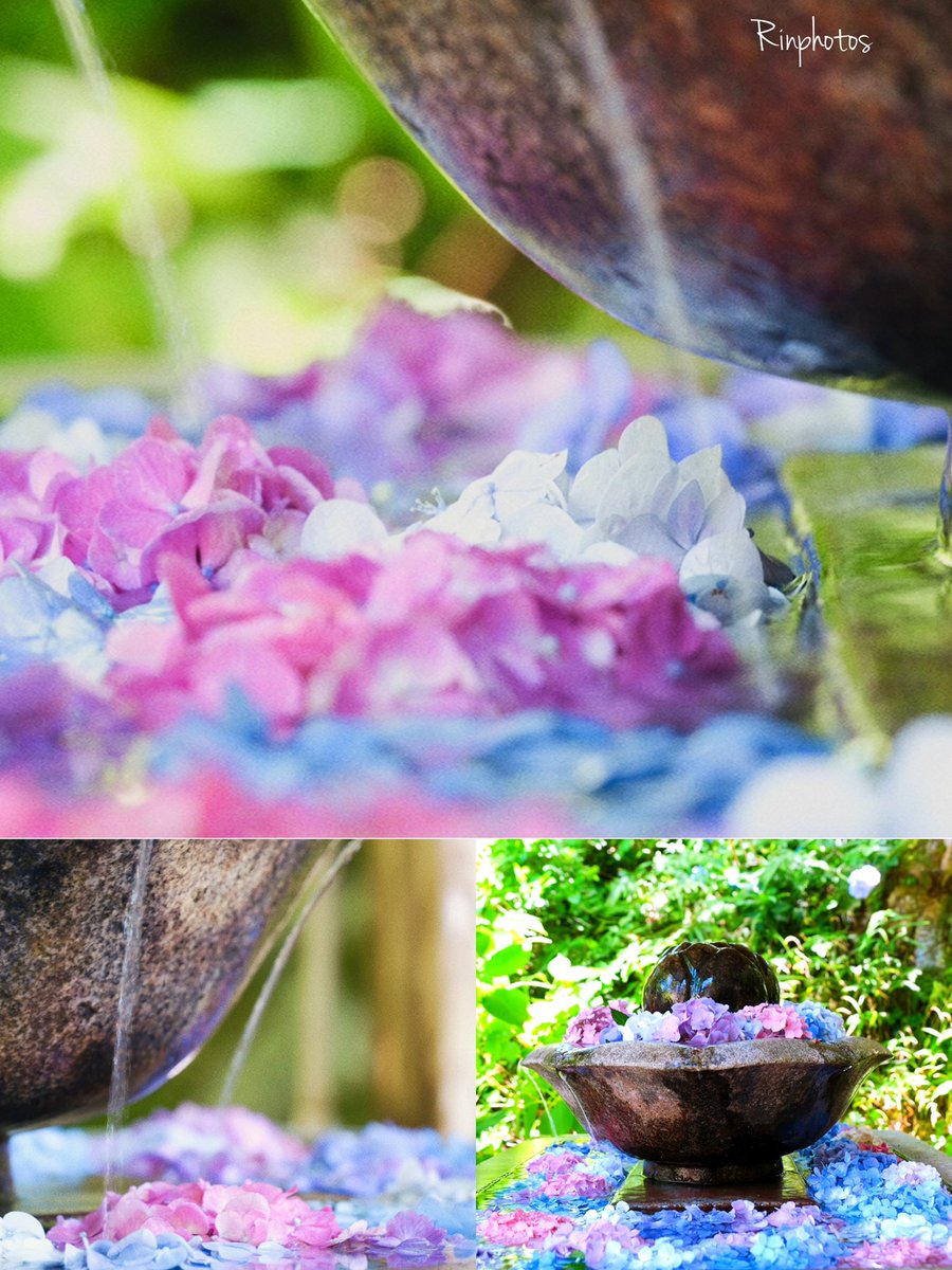 ɢ०ᵒᒄ ʍᵒ~ʳᐢⁱᐢᵍ･*:⋆゜
おはこんにちは👒*･

𖡼.𖤣𖥧𖡼.𓇥 ֒𖡼.𖤣𖥧

花手水𓂂𓏲𓆸܀

雨上がりの朝
光を集めて
紫陽花が咲く

紫、青、ピンク、白
ひとつひとつが違う
美しい物語
❁⃘*.ﾟ

花言葉
「辛抱強さ」
🌸🍃ꔛꕤ

ღ Haνҽ ª ɢ♡♡Ð ɗaγ ღ٭:.*ஐೄ🌿✨☕♡𖧷𓍯 𓈒𓂂