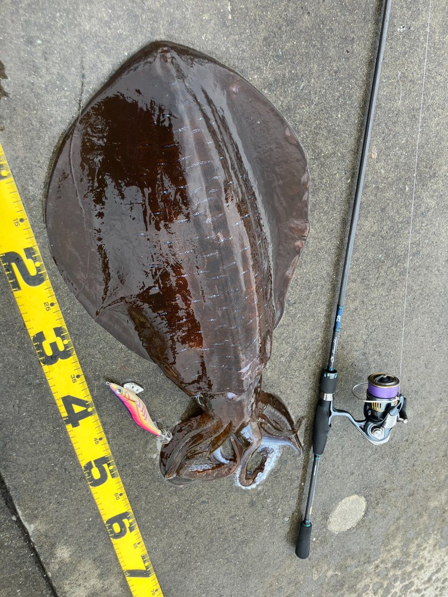 今日はエギング釣行会✨
皆さんイカ釣れたのに✨おいらだけ釣れず🤣
でも美味しいイカ貰ったからヨシとするか👍️