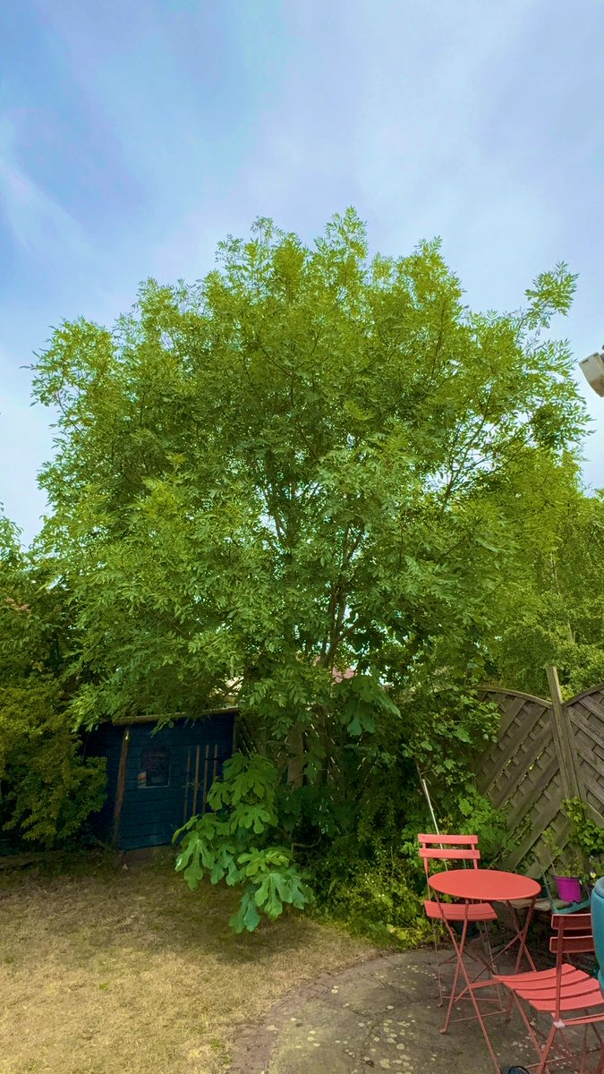 barbosavl's tweet photo. Good morning with my garden’s ash tree and fig tree beneath the ash at their best for #ThickTrunkTuesday
Celebrating my favourite urban trees!
Have a fun day!
#trees #urbantrees #ashtree #figtree #garden #nature https://t.co/iqKiH5MhXi