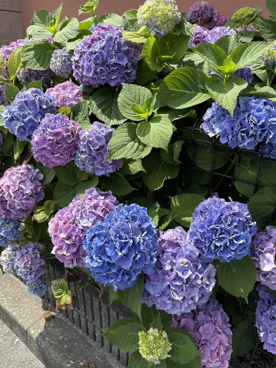 amanounso's tweet photo. おつかれさまです。
蒸し暑さを通り越して夏本番くらいの気温ですが…。紫陽花は綺麗に咲いていますね。 https://t.co/HMt5t6B5bL